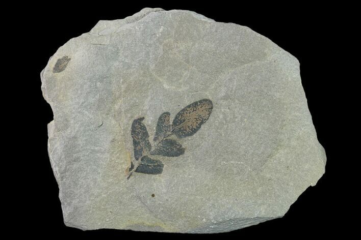 Pennsylvanian Fossil Fern (Neuropteris) Plate - Kentucky #137734